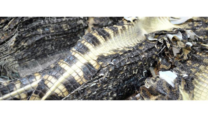 深度解析鱷魚皮革製作工藝，了解鱷魚皮革製作過程、研究技術與品質